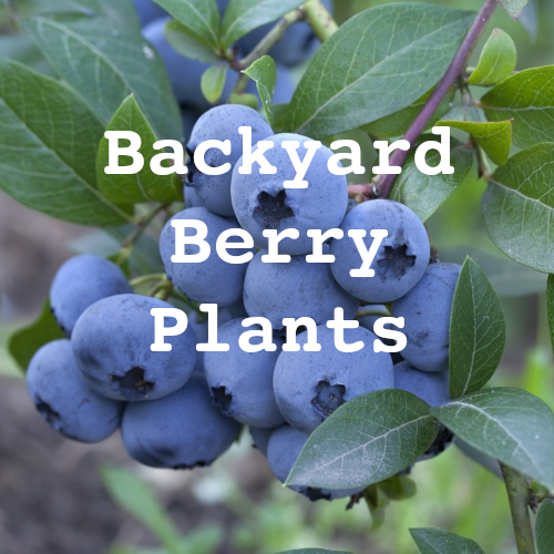 Back Yard Berrys Blueberries